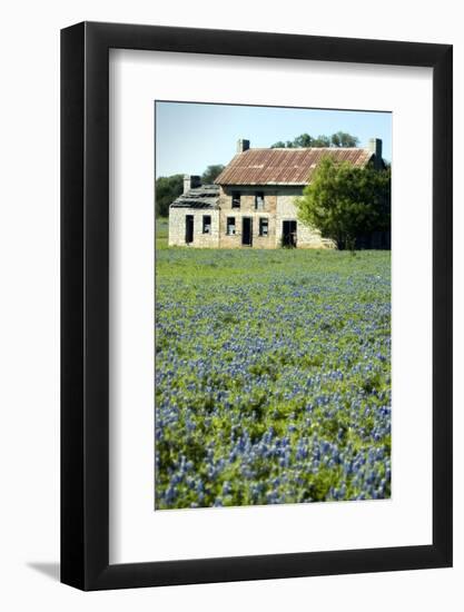 Bluebonnets 3-John Gusky-Framed Photographic Print