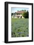 Bluebonnets 3-John Gusky-Framed Photographic Print