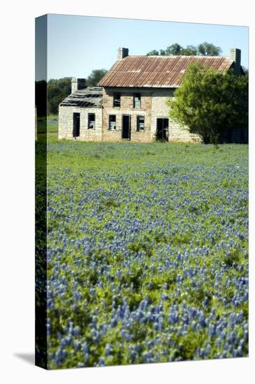 Bluebonnets 3-John Gusky-Stretched Canvas