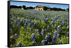 Bluebonnets 6-John Gusky-Framed Stretched Canvas