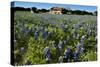 Bluebonnets 6-John Gusky-Stretched Canvas