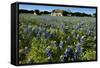 Bluebonnets 6-John Gusky-Framed Stretched Canvas