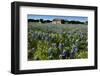 Bluebonnets 6-John Gusky-Framed Photographic Print