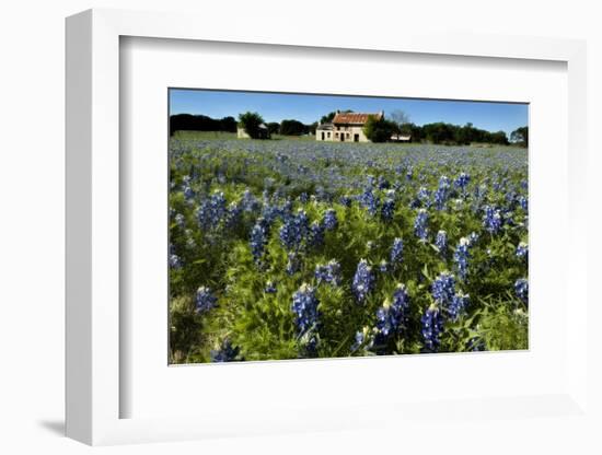 Bluebonnets 6-John Gusky-Framed Photographic Print