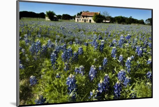 Bluebonnets 6-John Gusky-Mounted Photographic Print