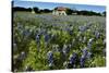 Bluebonnets 6-John Gusky-Stretched Canvas