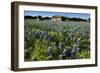 Bluebonnets 6-John Gusky-Framed Photographic Print