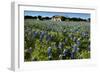 Bluebonnets 6-John Gusky-Framed Photographic Print