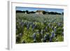 Bluebonnets 6-John Gusky-Framed Photographic Print