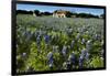 Bluebonnets 6-John Gusky-Framed Photographic Print