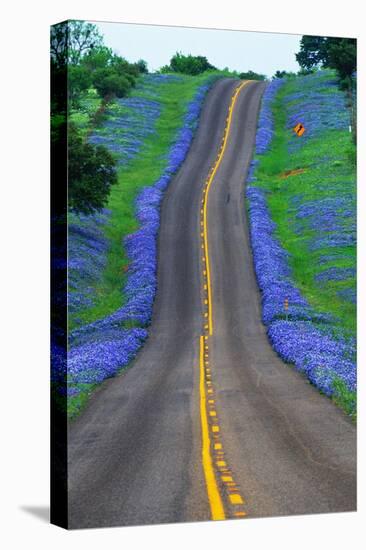 Bluebonnets Along a Highway-Darrell Gulin-Stretched Canvas