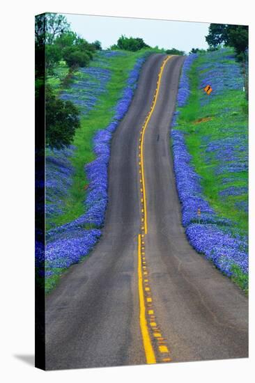 Bluebonnets Along a Highway-Darrell Gulin-Stretched Canvas