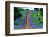 Bluebonnets Along a Highway-Darrell Gulin-Framed Photographic Print