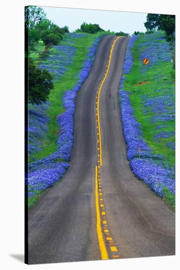 Bluebonnets Along a Highway-Darrell Gulin-Stretched Canvas