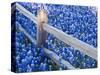 Bluebonnets Along Fenceline-Terry Eggers-Stretched Canvas