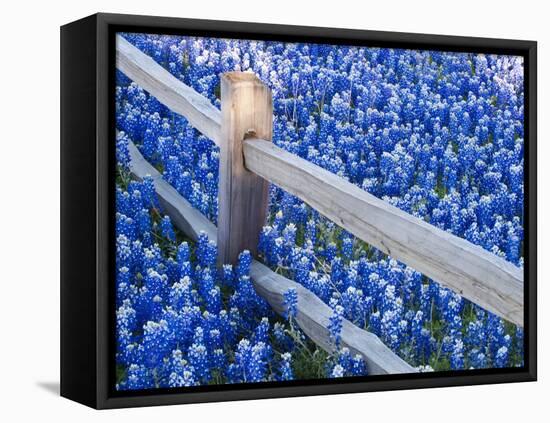 Bluebonnets Along Fenceline-Terry Eggers-Framed Stretched Canvas