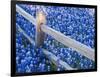 Bluebonnets Along Fenceline-Terry Eggers-Framed Photographic Print