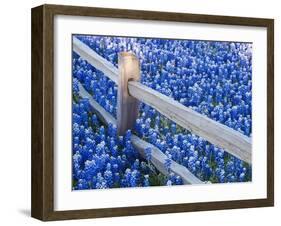 Bluebonnets Along Fenceline-Terry Eggers-Framed Photographic Print