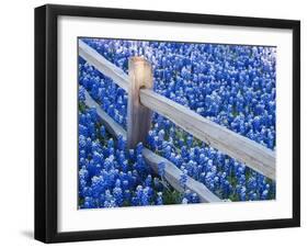 Bluebonnets Along Fenceline-Terry Eggers-Framed Photographic Print