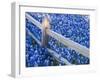 Bluebonnets Along Fenceline-Terry Eggers-Framed Photographic Print