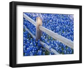 Bluebonnets Along Fenceline-Terry Eggers-Framed Photographic Print