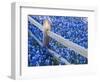 Bluebonnets Along Fenceline-Terry Eggers-Framed Photographic Print