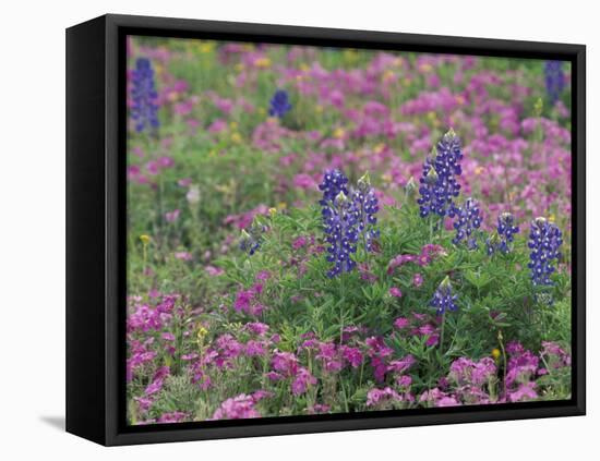 Bluebonnets among Phlox, Hill Country, Texas, USA-Adam Jones-Framed Stretched Canvas