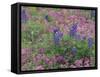 Bluebonnets among Phlox, Hill Country, Texas, USA-Adam Jones-Framed Stretched Canvas