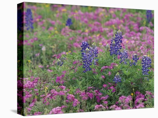 Bluebonnets among Phlox, Hill Country, Texas, USA-Adam Jones-Stretched Canvas