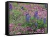 Bluebonnets among Phlox, Hill Country, Texas, USA-Adam Jones-Framed Stretched Canvas