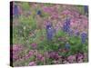 Bluebonnets among Phlox, Hill Country, Texas, USA-Adam Jones-Stretched Canvas