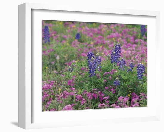 Bluebonnets among Phlox, Hill Country, Texas, USA-Adam Jones-Framed Premium Photographic Print