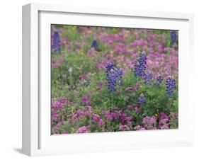 Bluebonnets among Phlox, Hill Country, Texas, USA-Adam Jones-Framed Premium Photographic Print