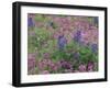 Bluebonnets among Phlox, Hill Country, Texas, USA-Adam Jones-Framed Photographic Print