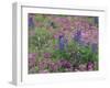 Bluebonnets among Phlox, Hill Country, Texas, USA-Adam Jones-Framed Photographic Print