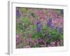 Bluebonnets among Phlox, Hill Country, Texas, USA-Adam Jones-Framed Photographic Print