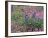 Bluebonnets among Phlox, Hill Country, Texas, USA-Adam Jones-Framed Photographic Print