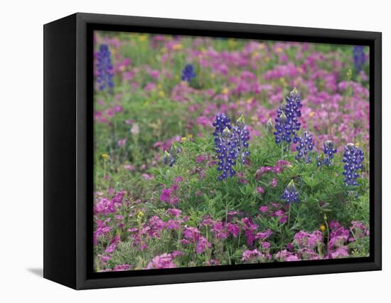 Bluebonnets among Phlox, Hill Country, Texas, USA-Adam Jones-Framed Stretched Canvas