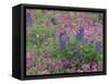 Bluebonnets among Phlox, Hill Country, Texas, USA-Adam Jones-Framed Stretched Canvas