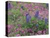 Bluebonnets among Phlox, Hill Country, Texas, USA-Adam Jones-Stretched Canvas