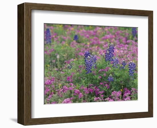 Bluebonnets among Phlox, Hill Country, Texas, USA-Adam Jones-Framed Photographic Print