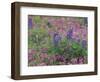 Bluebonnets among Phlox, Hill Country, Texas, USA-Adam Jones-Framed Photographic Print