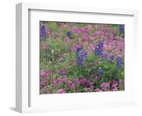 Bluebonnets among Phlox, Hill Country, Texas, USA-Adam Jones-Framed Photographic Print