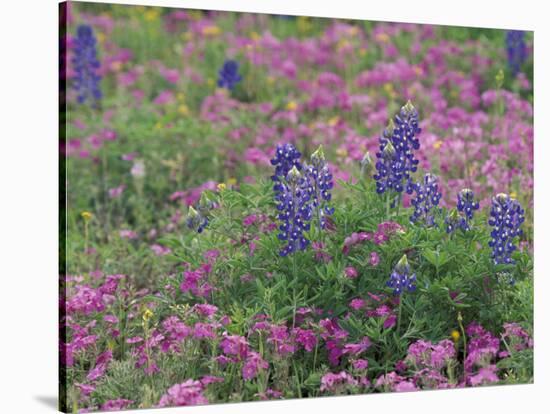 Bluebonnets among Phlox, Hill Country, Texas, USA-Adam Jones-Stretched Canvas