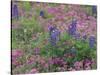 Bluebonnets among Phlox, Hill Country, Texas, USA-Adam Jones-Stretched Canvas