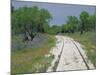 Bluebonnets and Abandoned Rails, near Marble Falls, Texas, USA-Darrell Gulin-Mounted Photographic Print