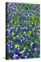 Bluebonnets and Flax-Darrell Gulin-Stretched Canvas