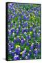 Bluebonnets and Flax-Darrell Gulin-Framed Stretched Canvas