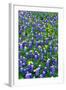 Bluebonnets and Flax-Darrell Gulin-Framed Photographic Print