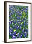 Bluebonnets and Flax-Darrell Gulin-Framed Photographic Print